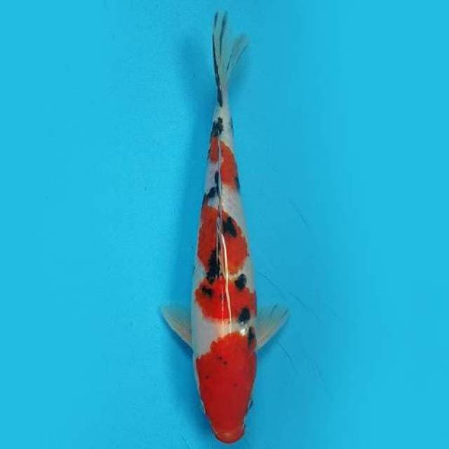 Sanke 26 cm