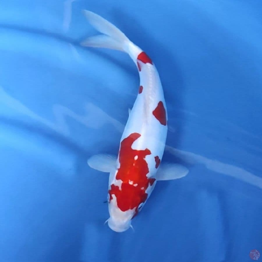 DOITSU MURNI KOHAKU # 32CM - F