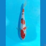 sanke jantan 25cm