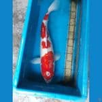 kohaku