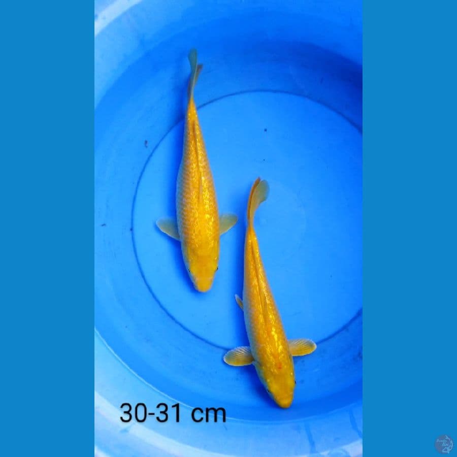 karashi full ginrin 30-31 cm