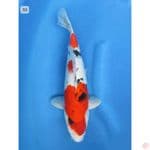 Showa tategoi - 33cm