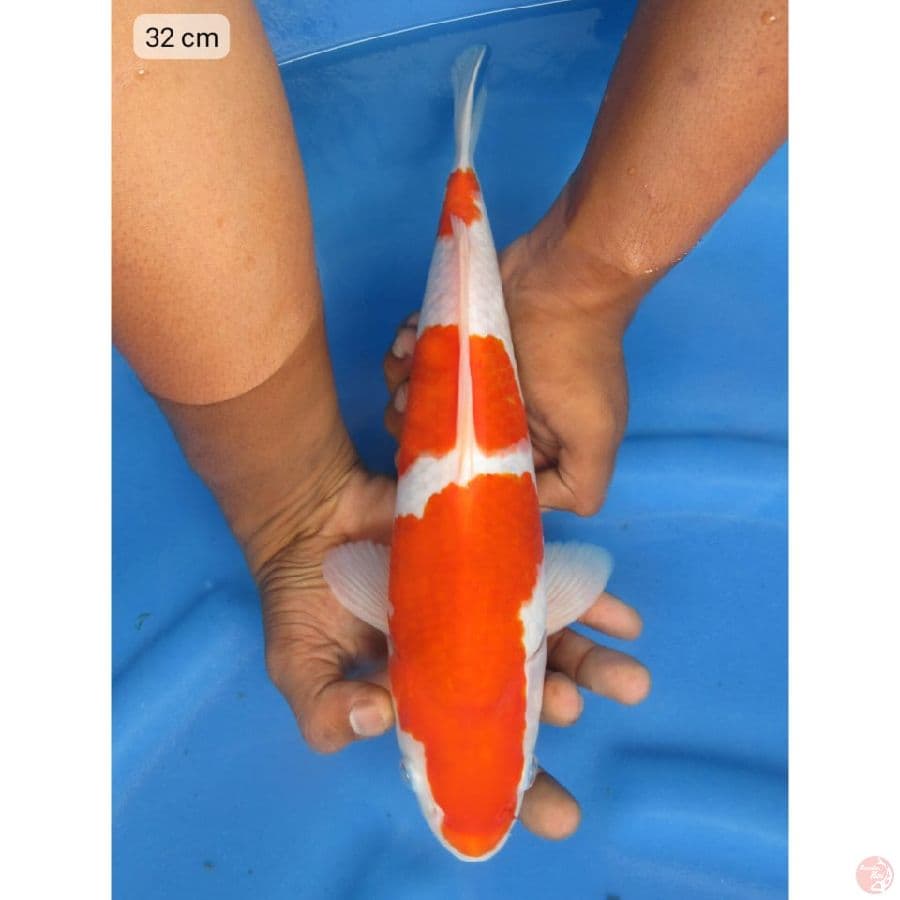 Kohaku - 32cm male