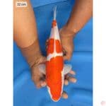 Kohaku - 32cm male