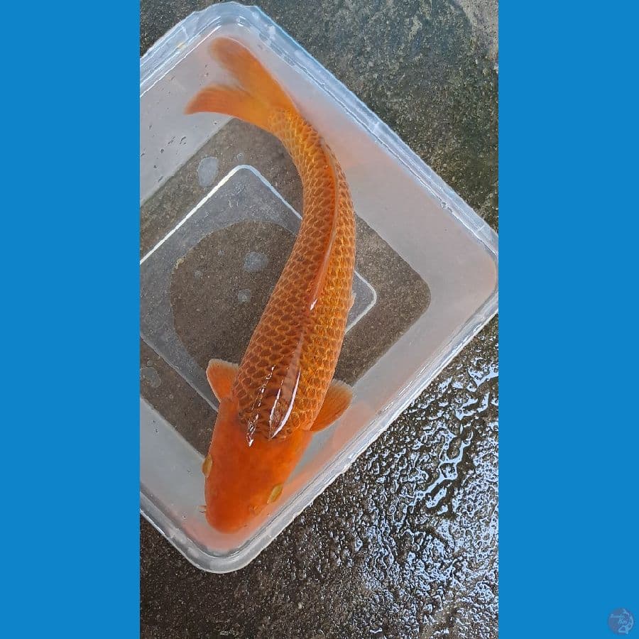 karamel