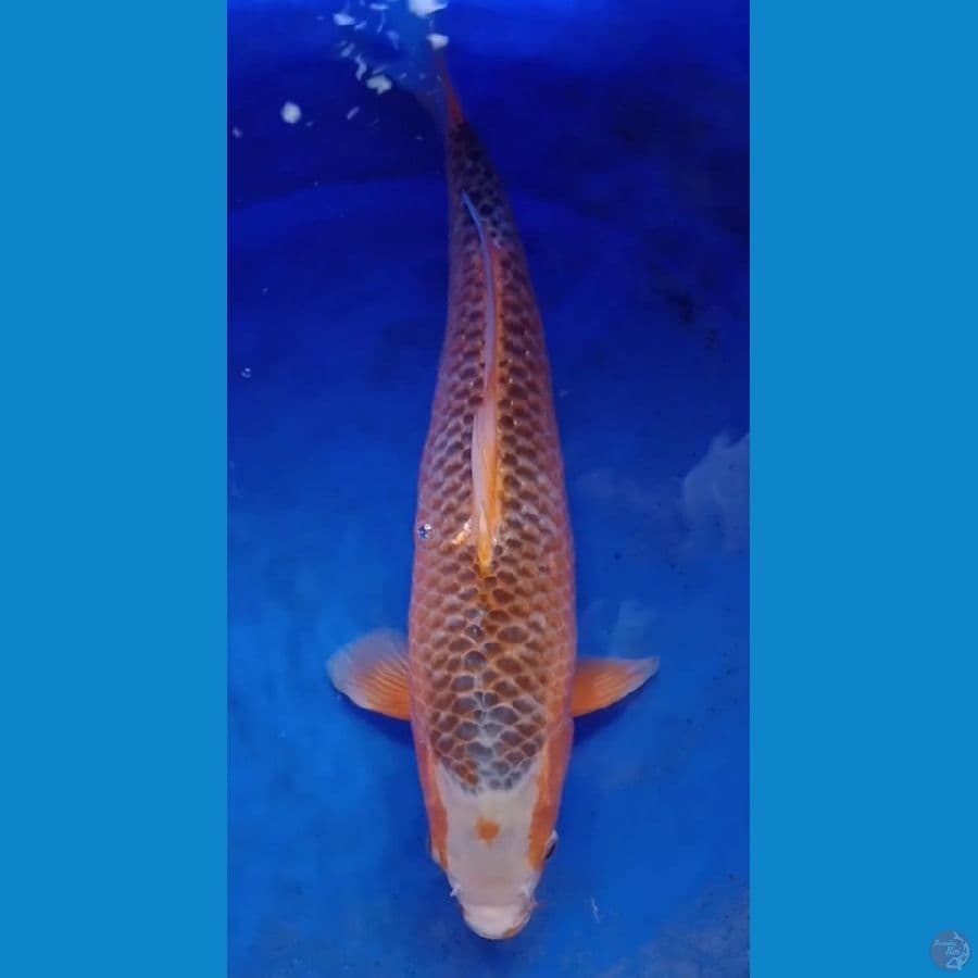 Asagi - Ooya Koi Farm