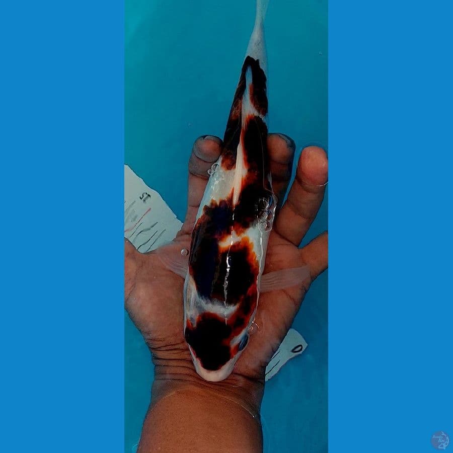 Goromo 26cm