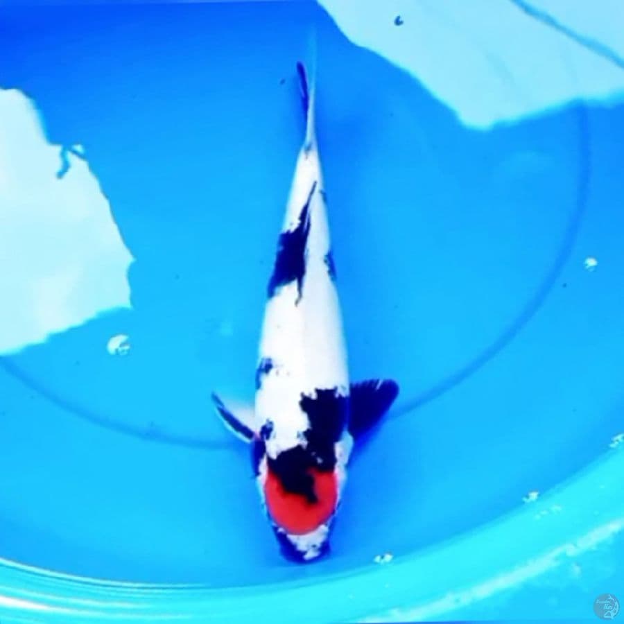 34cm TANCHO SHOWA ANGKER