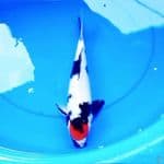 34cm TANCHO SHOWA ANGKER