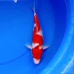31cm KOHAKU NAGA AIR