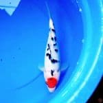 34cm TATEGOI TANCHO SANKE