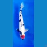 Tancho Showa Gindrin F38cm