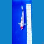Tancho Sanke 29 cm Male