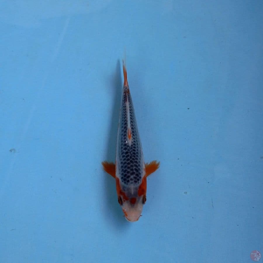 asagi, 13 cm