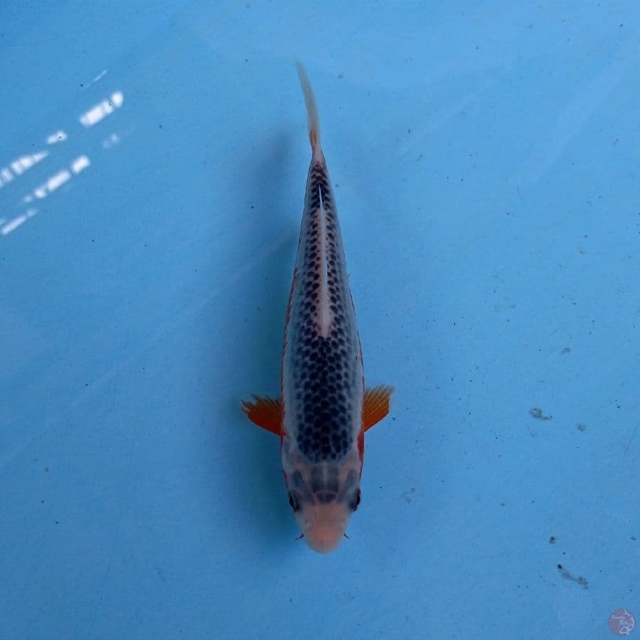 asagi, 17 cm