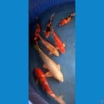 koi impor