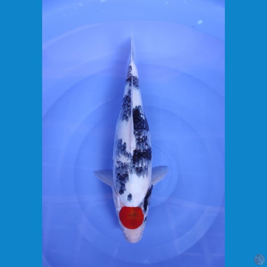 tc.showa original 35cm
