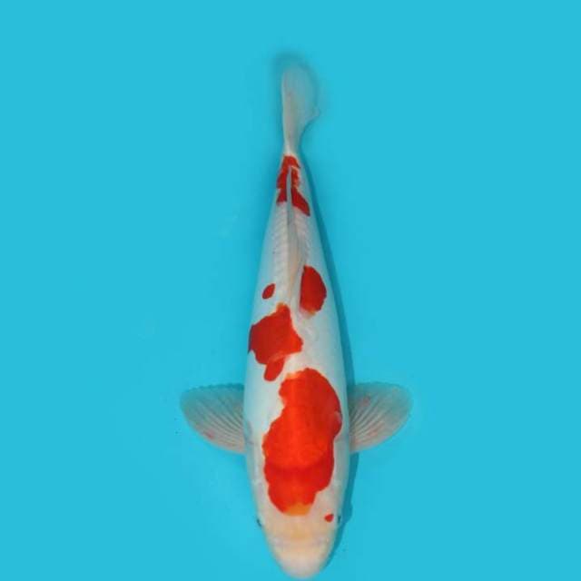 KOHAKU DOIT 39 CM
