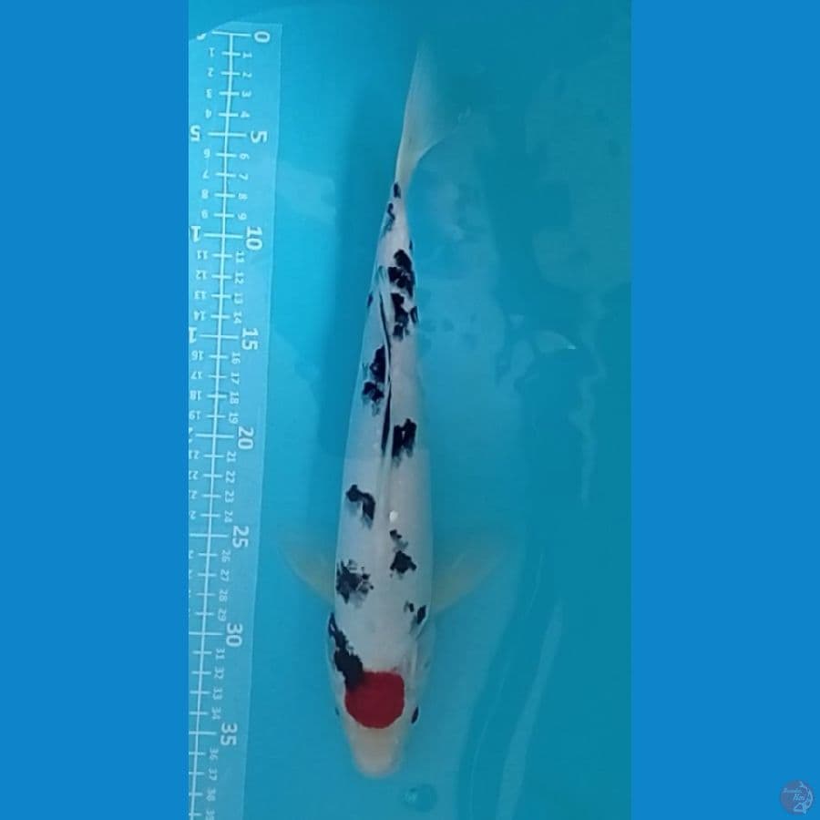 TANCO SANKE 35CM