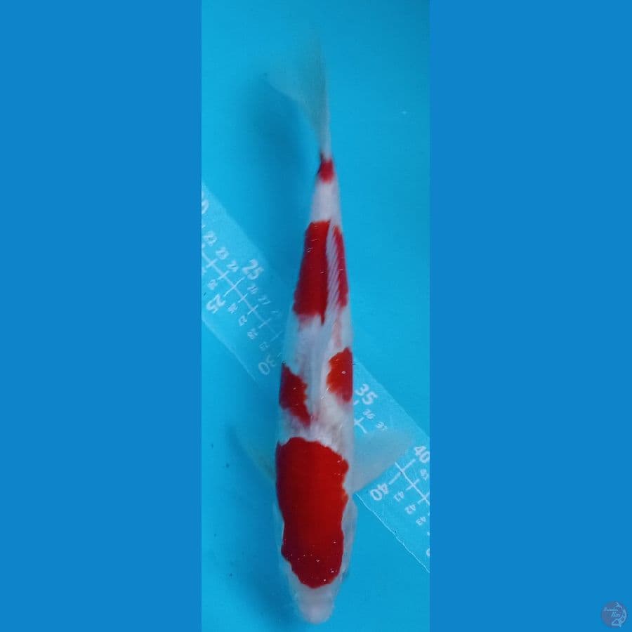 KANOKO KOHAKU 34CM