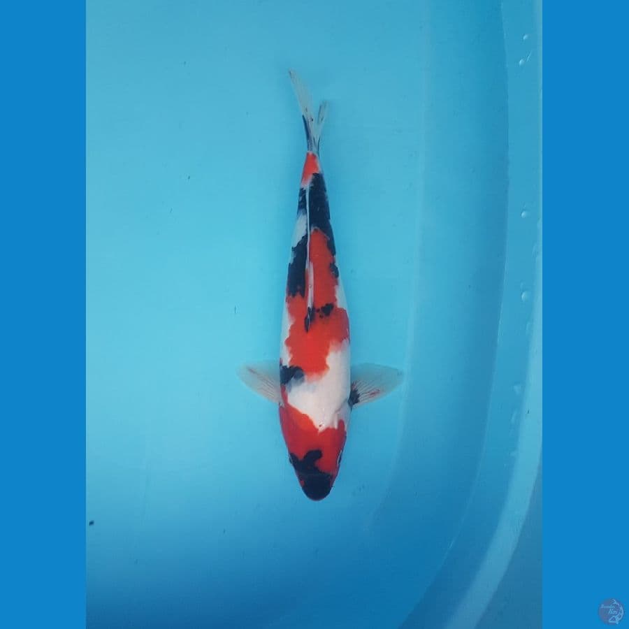 showa 29cm