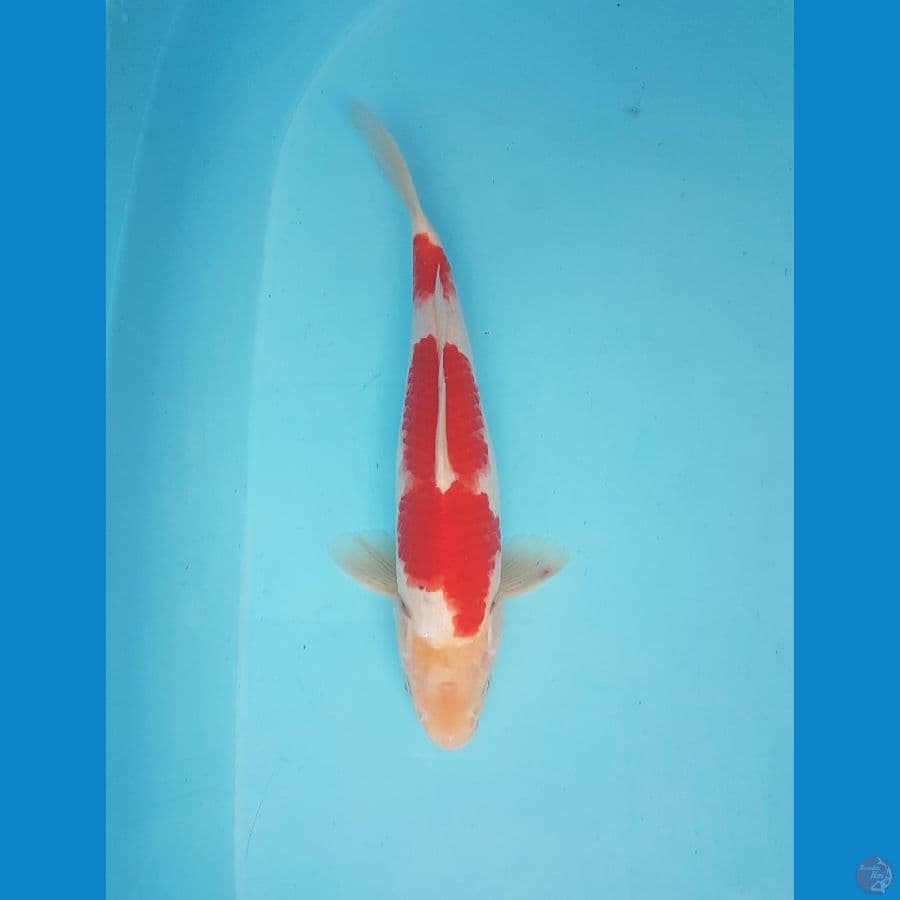 kohaku 30cm