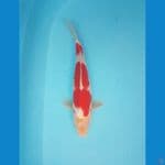 kohaku 30cm