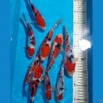 SANKE DOITSU HQ 14-19 CM