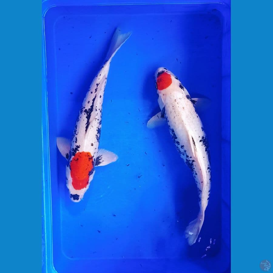 40-45cm jantan betina benimatsukawabake antik