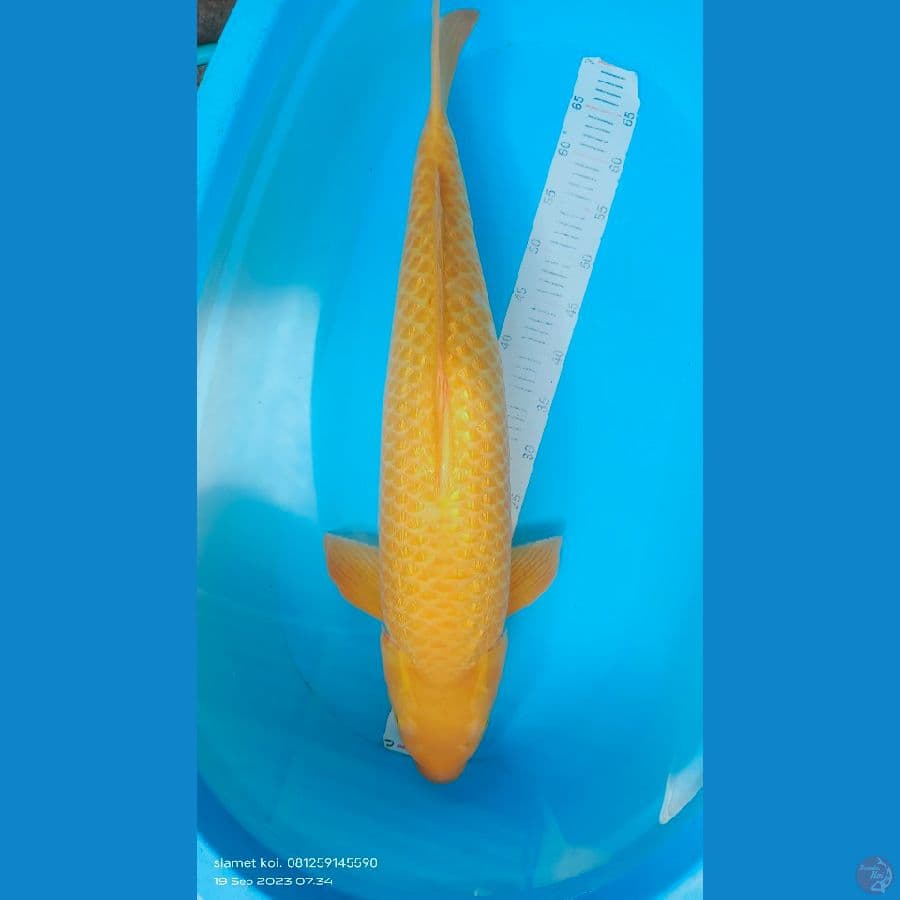 karasi 75cm