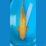 karasi 75cm