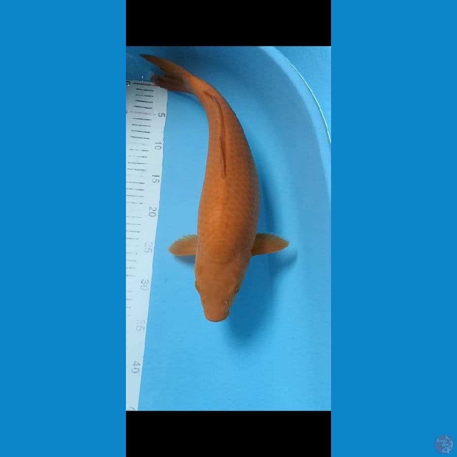 caramel 40cm