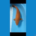 caramel 40cm