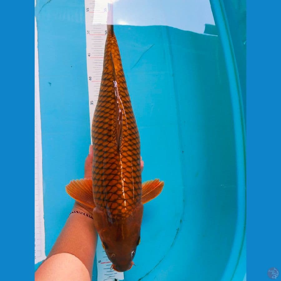 chagoi 48cm~fm