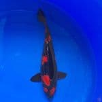 ikan berprestasi  show Quality 