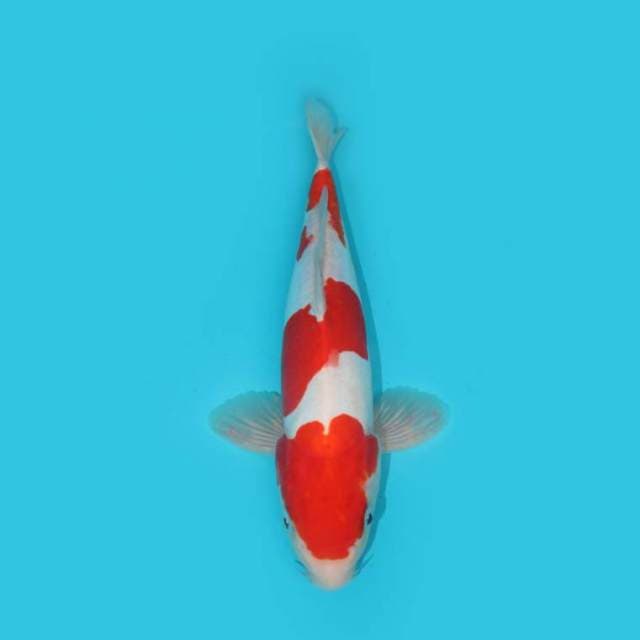 Kohaku Doitsu 31 cm
