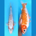 WHITE ASAGI MALE STRONG 40CM