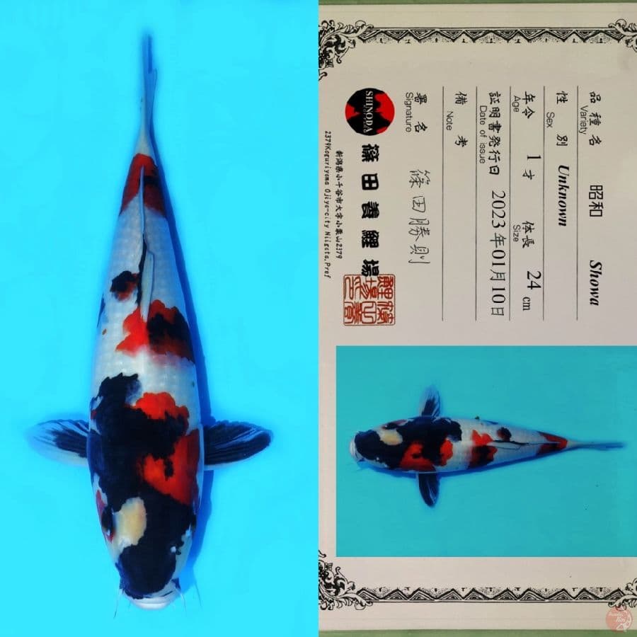 SHINODA SHOWA SANSHOKU HQ 36CM