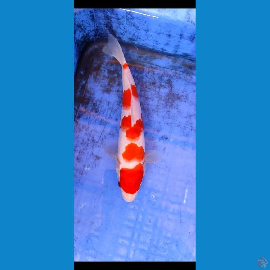 kohaku SQ skin halus 20 cm