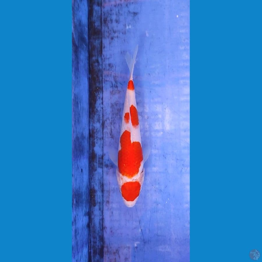 maruten kohaku 18 cm