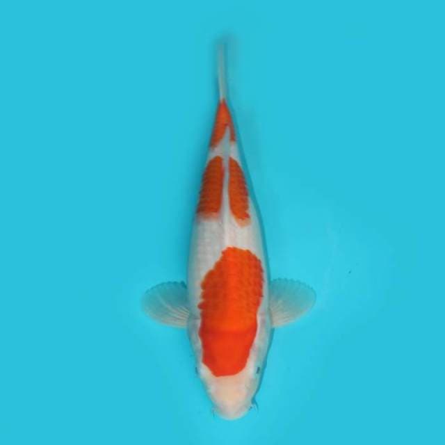 Kohaku 30 cm