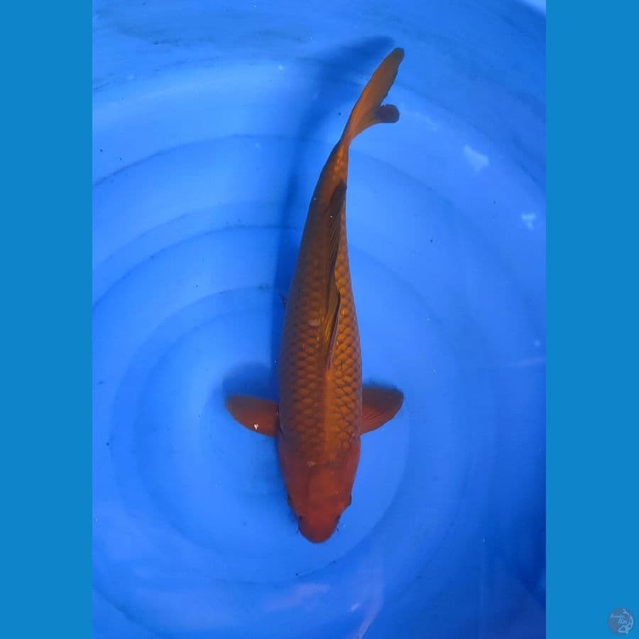 Caghoi Tembaga 47cm