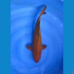 Caghoi Tembaga 47cm