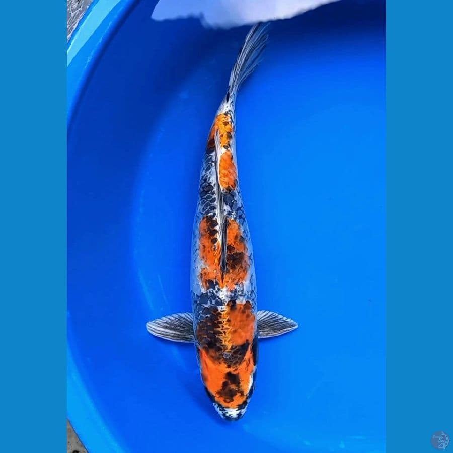 KIN SHOWA 40cm