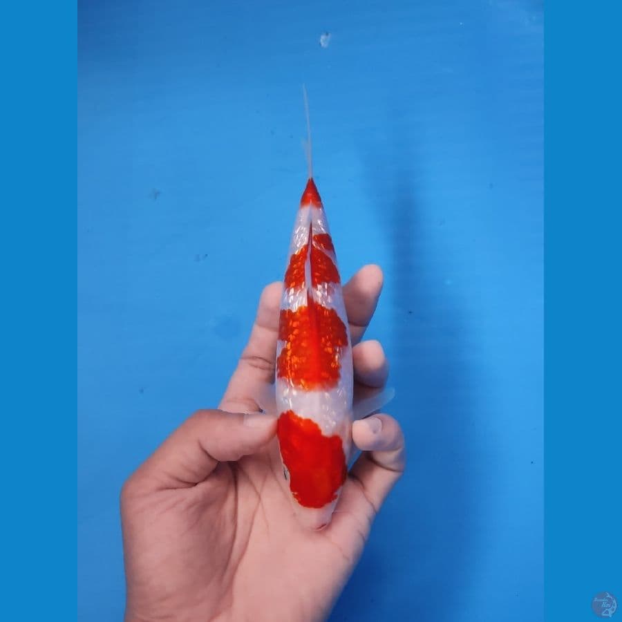 KOHAKU GINRIN PADAT ORIGINAL 20CM - FEEMALE