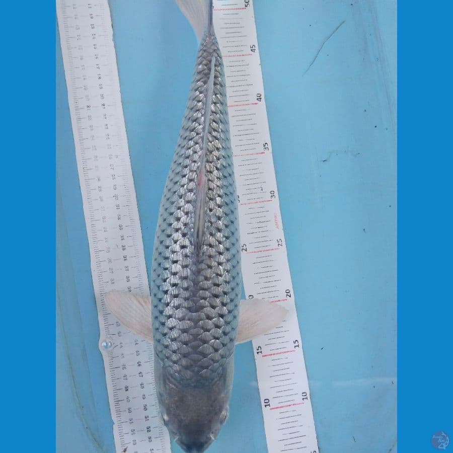 soragoi ginrin 47cm~fm
