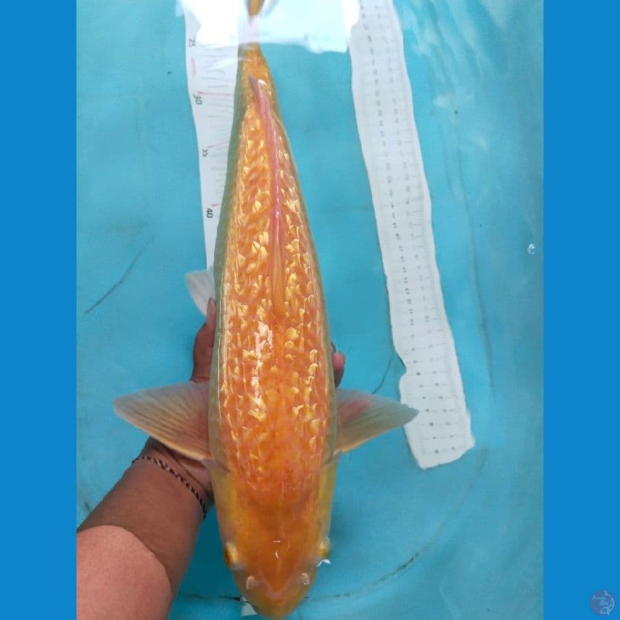 karasi ginrin 46cm~male