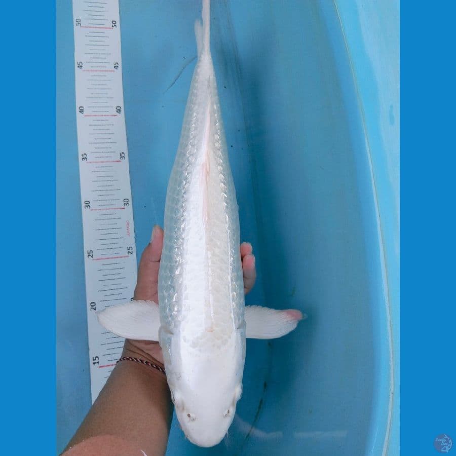 platinum 43cm~fm