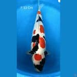 Showa Doitsu 53 Cm