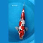 Kin Showa, Male 45 Cm
